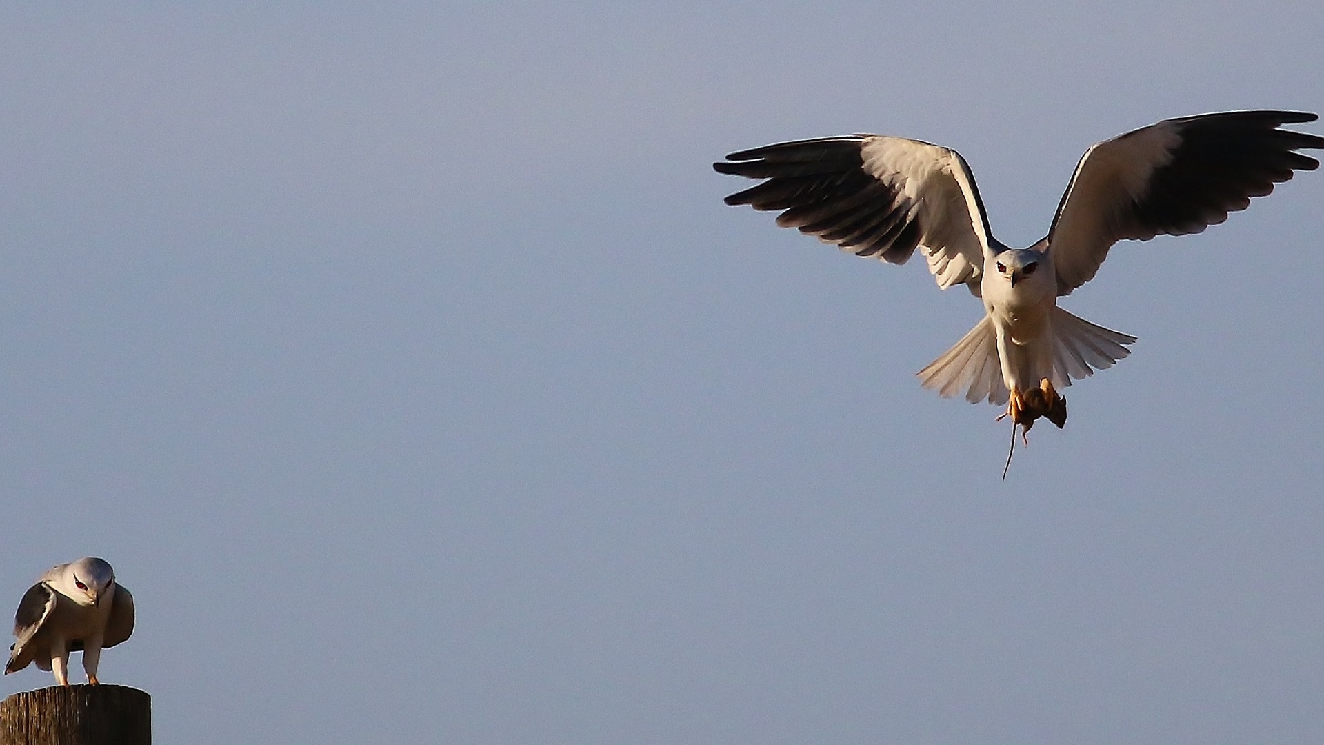 Black-winged Kite